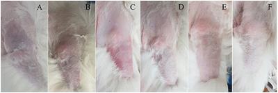 Case Report: Non-traumatic Unilateral Forelimb Arterial Thrombosis Associated With Hyperadrenocorticism in a Dog